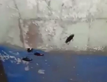 Дом с амбулаторией атакуют тараканы - мелитопольцы в шоке  фото