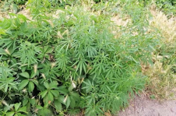 В Запорожье рядом с детской площадкой растут кусты конопли  фото