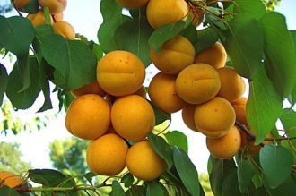 Врачи назвали самый полезный фрукт лета фото