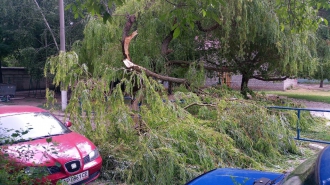 В центре Мелитополя порывистый ветер повалил деревья фото