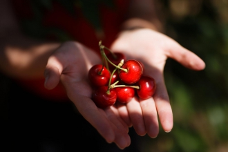 Как выращивают черешню в Мелитополе, показали центральные СМИ фото