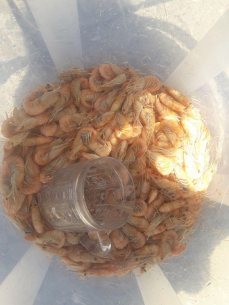 В Кирилловке и Приазовье задержали продавцов креветок фото