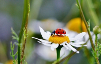 Прогноз погоды в Мелитополе на 9 июля фото