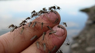 Проверенные способы избавиться от комаров в квартире фото