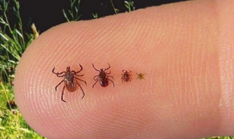В Хмельницкой области болезнью Лайма от укусов клещей заразились 43 человека фото