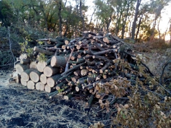 В Запорожской области безнаказанно уничтожали лесополосы   фото