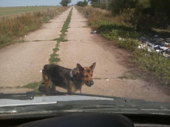 В Мелитополе верного пса выбросили вместе с мусором фото