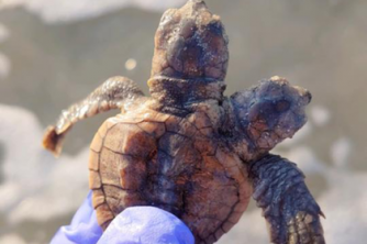 Найдена редкая двухголовая черепаха фото