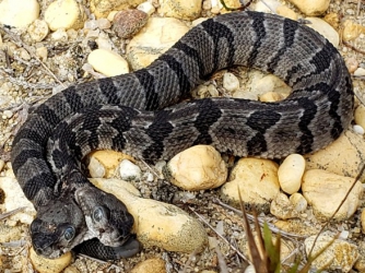 В США нашли редкую двухголовую змею фото