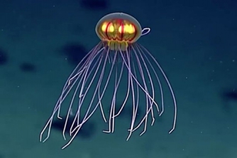 В Тихом океане ученые сняли на видео загадочную медузу  фото