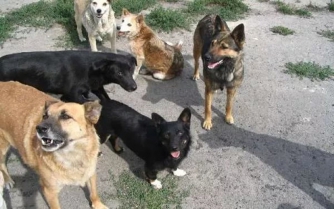 Мелитопольцы жалуются на стаю собак в частном доме фото