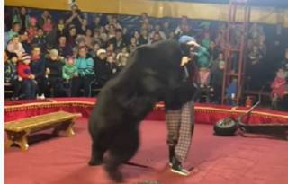 В России в цирке медведь внезапно набросился на дрессировщика фото