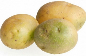 В Украину завезли ядовитый дешевый картофель фото