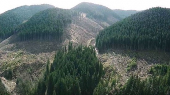 Рада запретила вырубку лесов на горных склонах Карпат фото