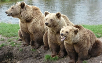 Жителей Карпат предупредили об агрессивных медведях: как их отпугнуть  фото