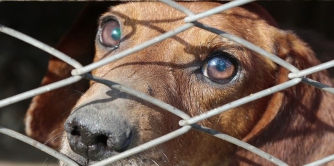 В Раде предложили внедрить европейские стандарты по отношению к животным: что это значит фото