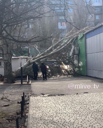 В Мелитополе шквальный ветер повалил тополь фото