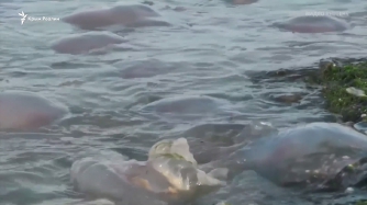 На берегу тысячи трупов: с Азовским морем случилось новое ЧП фото