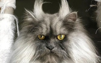 На Винничине кот задушил 9-месячного ребенка фото