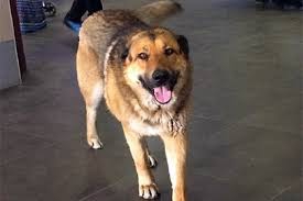 Запорожцев предупреждают о смертельной опасности для их питомцев  фото