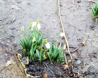 К Новому году в Мелитополе расцвели подснежники (фотофакт) фото