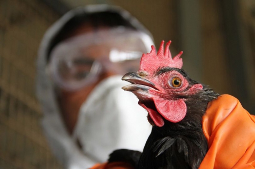Птичий грипп на Мелитопольщине: есть риски фото