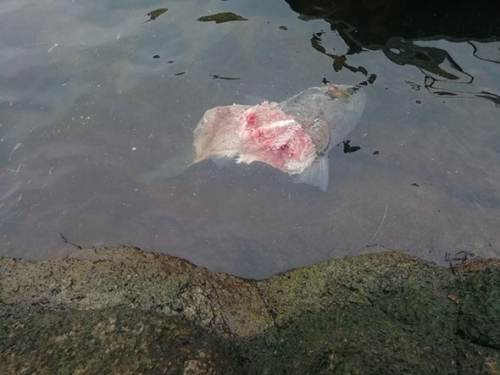Экологическая катастрофа: возле ДнепроГЭСа массово погибла рыба  фото