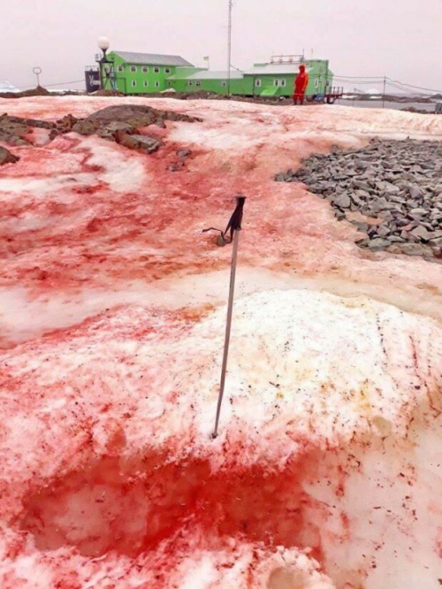 Это тревожный знак: на Антарктиде неожиданно покраснел снег  фото