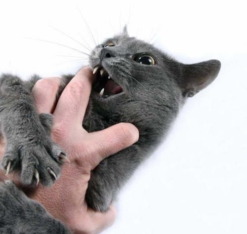 На пенсионерку напал кот фото