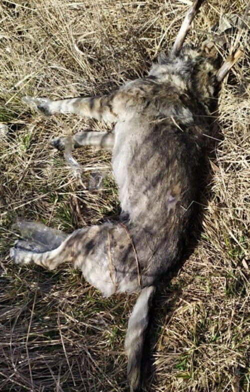 В Бердянске обнаружили колодец с мертвыми животными фото