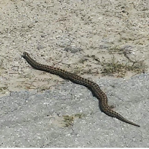 В регионе проснулись змеи  фото