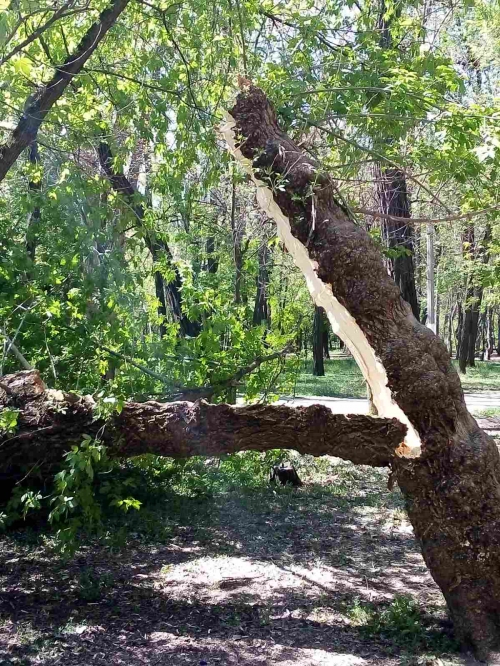 В городском парке упало огромное дерево (ФОТОФАКТ) фото