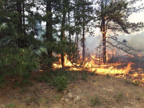 В Энергодаре десятки спасателей тушат пожар. Горела трава, из-за ветра пламя перешло на деревья фото