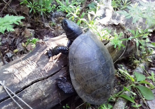 На Хортице заметили большую болотную черепаху - фото фото
