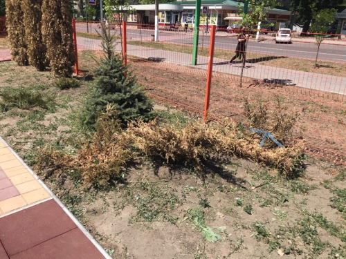 В Мелитополе возле супер-дорогого игроленда засохли хвойные  фото