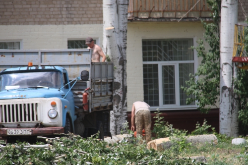 Куда деваются деревья, спиленные на улицах фото