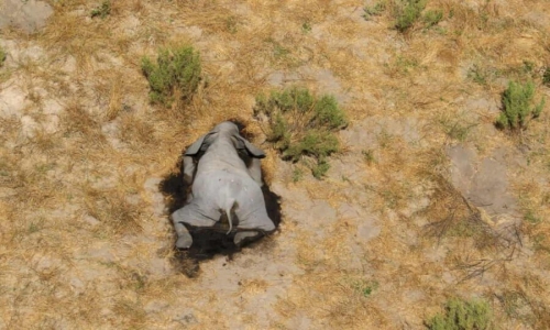 В Африке загадочно погибли сотни слонов, подозревают коронавирус фото