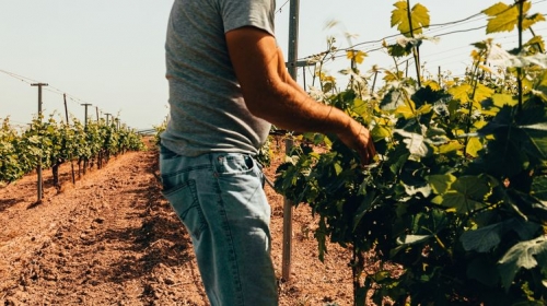 Украинские заробитчане на ферме в Германии заразились коронавирусом фото