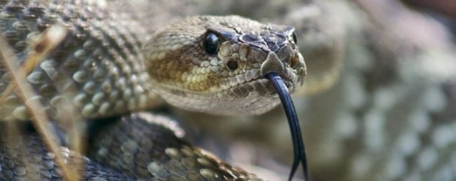 Ядовитые змеи Запорожского края: как узнать и как уберечься от укусов фото