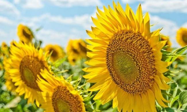 Прогноз погоды в Мелитополе на 13 августа фото