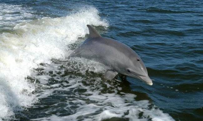 В Азовском море дельфины устроили водное представление для отдыхающих  фото