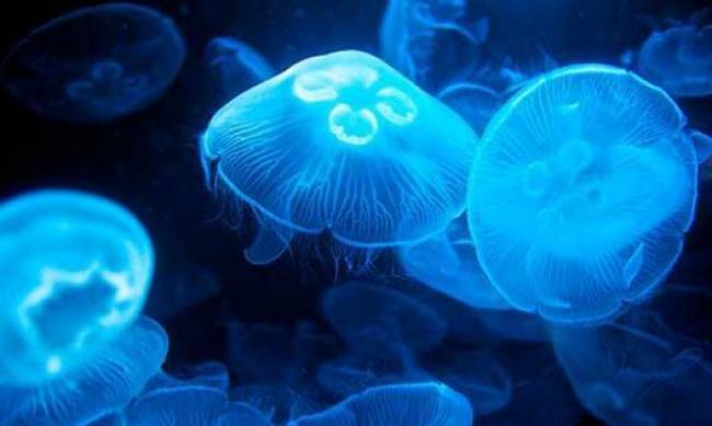 Ученые предложили заменить рыбу в фастфуде на медуз фото