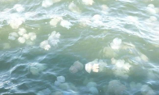 Воды Черного моря под Одессой заполонили медузы фото