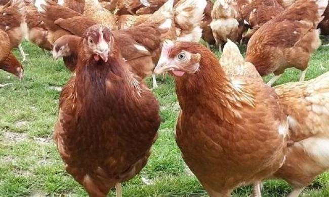 Из-за вспышки птичьего гриппа в Нидерландах уничтожат 200 тыс. кур фото