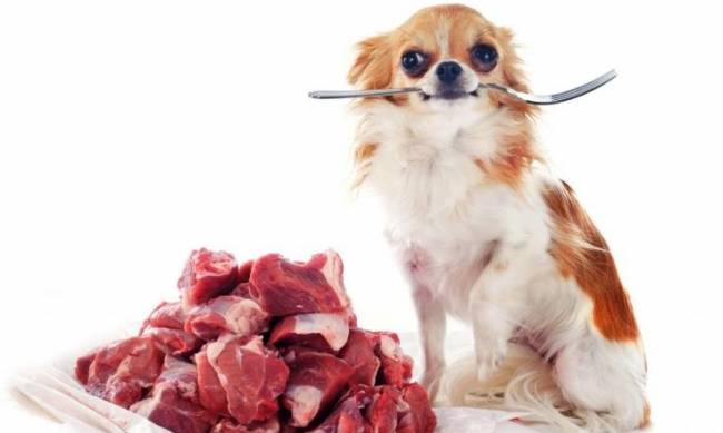 Можно ли домашним животным давать сырое мясо? фото