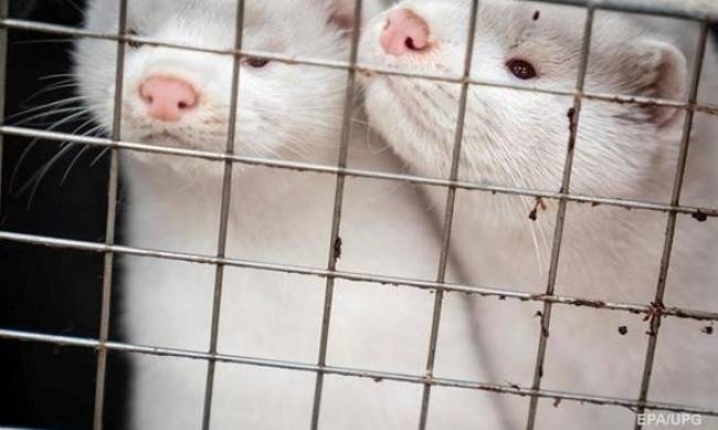 В МОЗ рассказали об опасности коронавируса у норок для людей фото