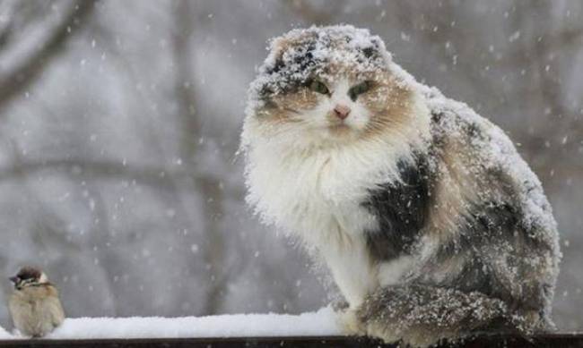 В Запорожье предупреждают о снеге и заморозках фото