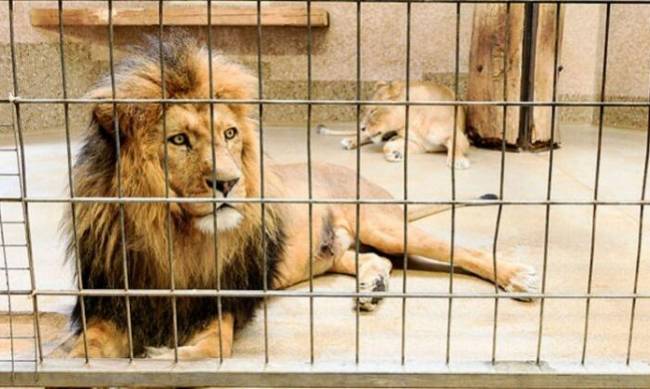 Коронавирус обнаружили у львов в Барселоне фото