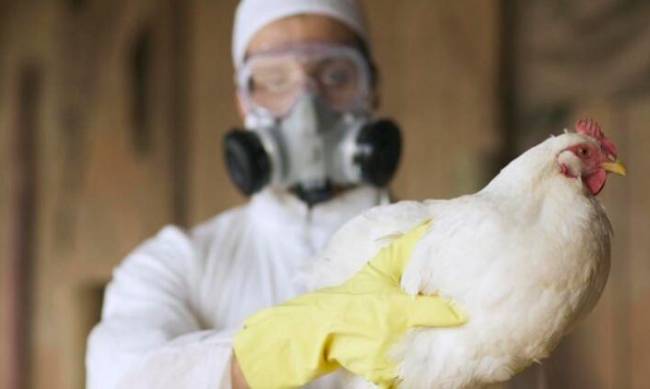 В южной части Украины произошла вспышка птичьего гриппа фото