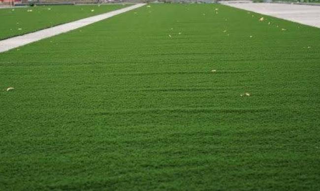 В Запорожье чиновники за 3,5 миллиона гривен обновят покрытие на футбольном поле фото